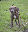 Scout