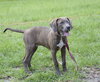 Scout