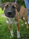 Sampson the Shepherd Puppy