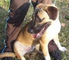 Sampson the Shepherd Puppy