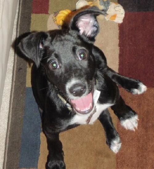 Bayou the Puppy