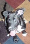 Bayou the Puppy