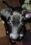 Bayou the Puppy