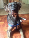 Brody the Brindle Hound Pointer blend