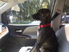 Brody the Brindle Hound Pointer blend