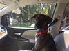 Brody the Brindle Hound Pointer blend