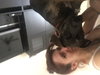 Brody the Brindle Hound Pointer blend