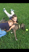 Brody the Brindle Hound Pointer blend