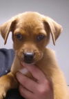 Maggie the Simpson pup