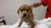 Patty the Simpson pup