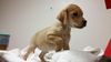 Patty the Simpson pup
