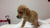 Patty the Simpson pup