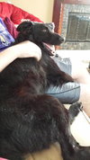 Grizzly