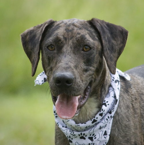 Jax the Unique Coated Dog