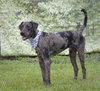 Jax the Unique Coated Dog