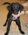 Marshall the Puppy