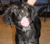 Marshall the Puppy