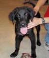 Marshall the Puppy