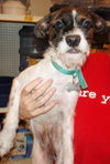 Nouba the Jack Schnauzer