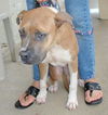 Apple the Starved Boxer