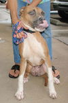 Apple the Starved Boxer
