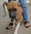 Apple the Starved Boxer