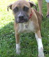 Apple the Starved Boxer