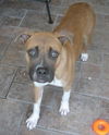 Apple the Starved Boxer