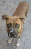 Apple the Starved Boxer