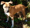 Apple the Starved Boxer