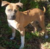 Apple the Starved Boxer