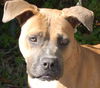 Apple the Starved Boxer