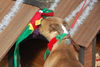 Apple the Starved Boxer
