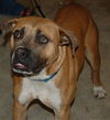 Apple the Starved Boxer