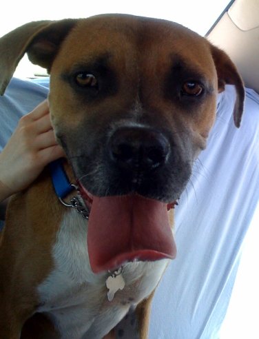 Apple the Starved Boxer