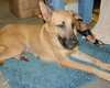 Louise the German Shepherd
