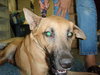 Louise the German Shepherd