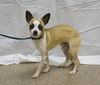 Oliver the Tri-color Chi
