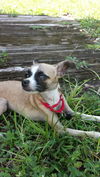 Ginger the Chihuahua