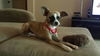 Ginger the Chihuahua