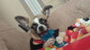 Ginger the Chihuahua