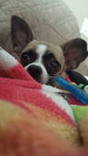 Ginger the Chihuahua