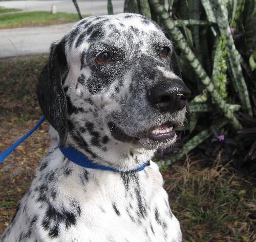 Snoopy (Buddy) the Dalmatian