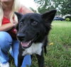 Louise the Border Collie