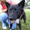 Louise the Border Collie