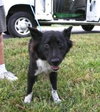 Louise the Border Collie