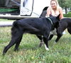Louise the Border Collie