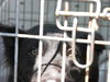 Louise the Border Collie