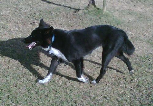Louise the Border Collie