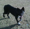Louise the Border Collie